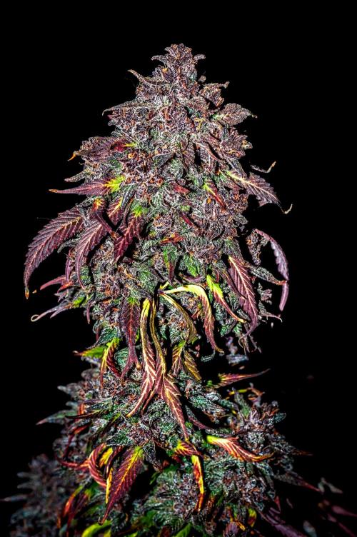 An Autumn with FastBuds. Week 12