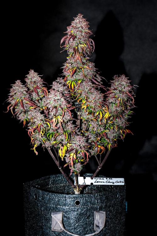 An Autumn with FastBuds. Week 12