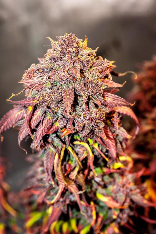 An Autumn with FastBuds. Week 12