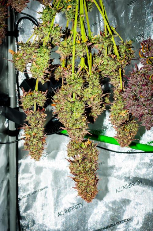 An Autumn with FastBuds. Week 12