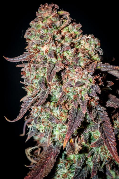 An Autumn with FastBuds. Week 12