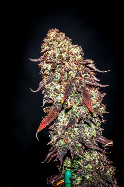 An Autumn with FastBuds. Week 12