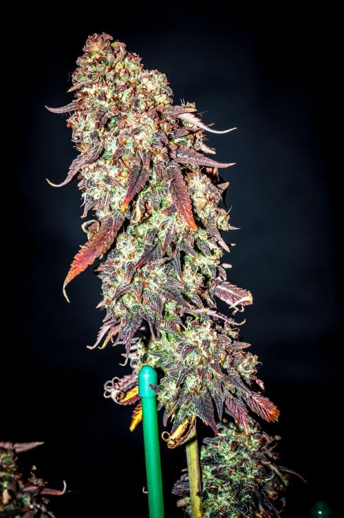 An Autumn with FastBuds. Week 12