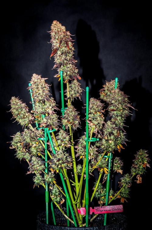 An Autumn with FastBuds. Week 12