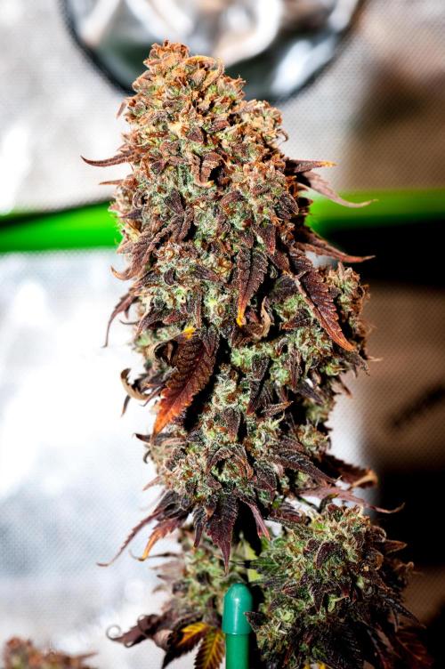 An Autumn with FastBuds. Week 12