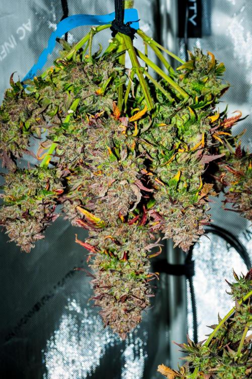 An Autumn with FastBuds. Week 12