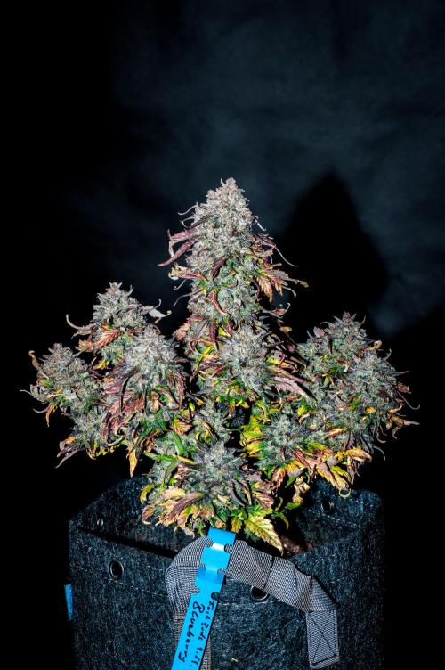 An Autumn with FastBuds. Week 12