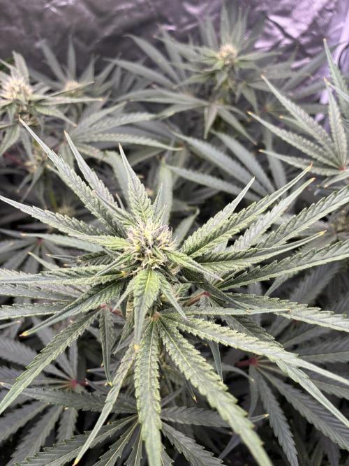 Rod grows. Week 9 - Candy Mayne 