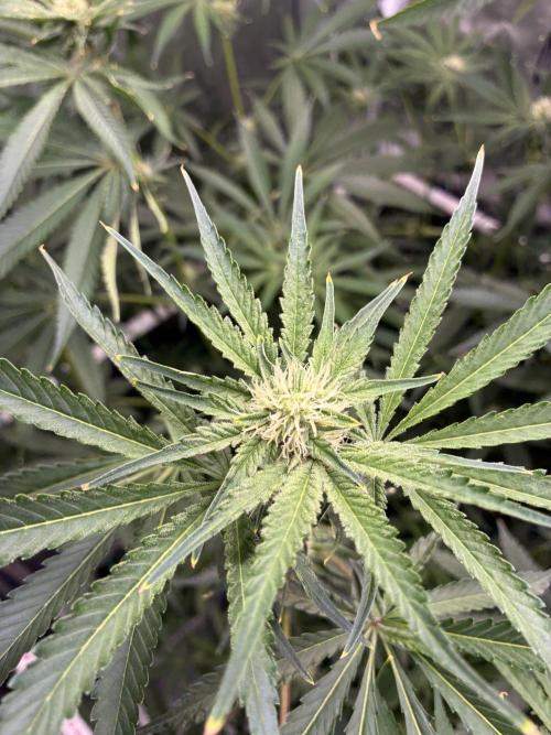 Rod grows. Week 9 - Durban Cookies 