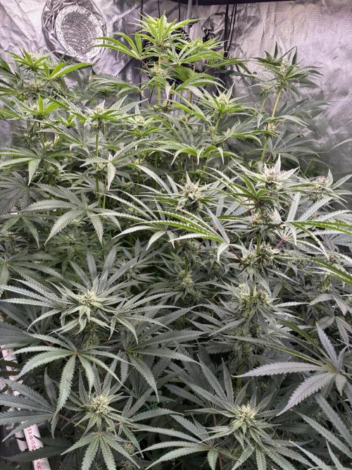 Rod grows. Week 10 - Sea of green 