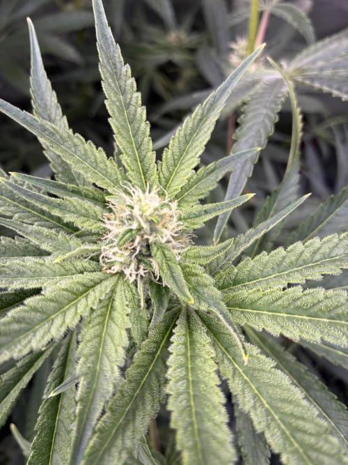 Rod grows. Week 10 - Dc