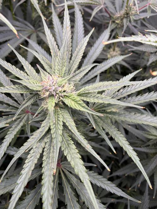 Rod grows. Week 10 - Cm