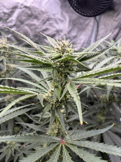 Rod grows. Week 10 - Cm