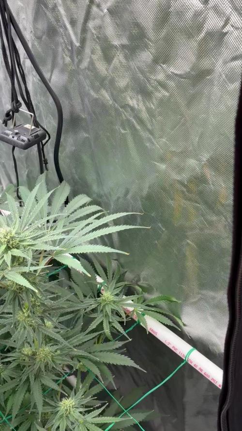 Rod grows