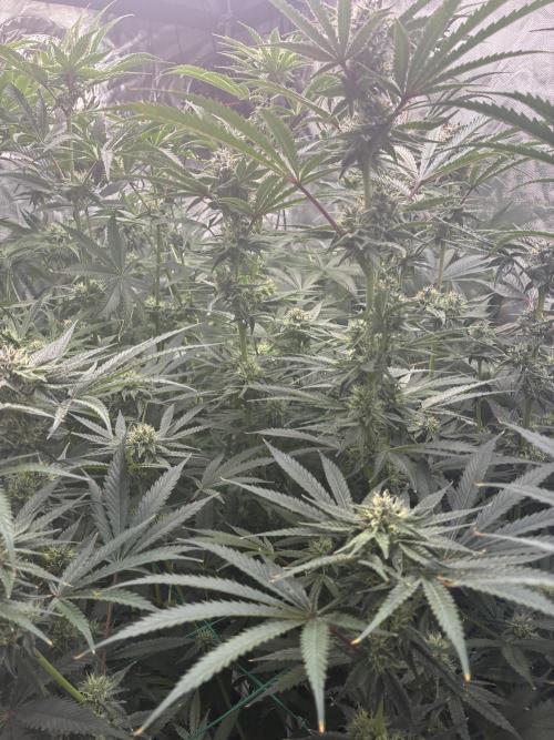 Rod grows. Week 10 - Hell yeah 