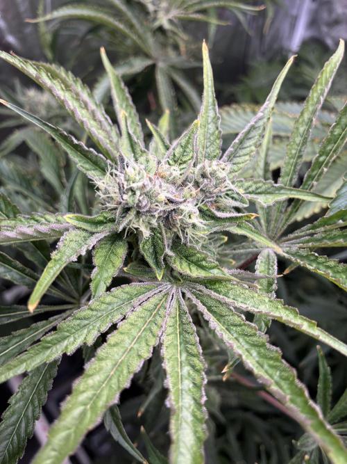 Rod grows. Week 11 - Dc