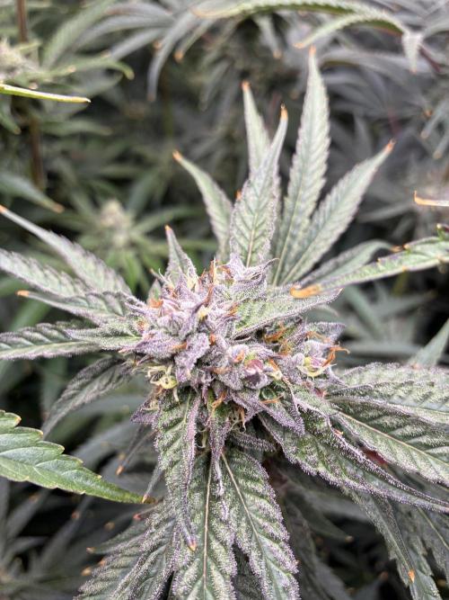 Rod grows. Week 11 - Cm