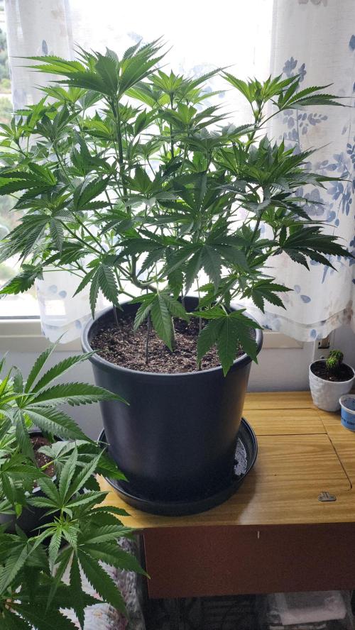 1st grow Sweet pure cbd. Week 8