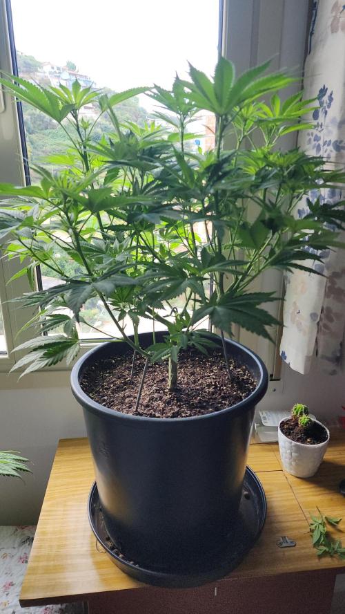 1st grow Sweet pure cbd. Week 8