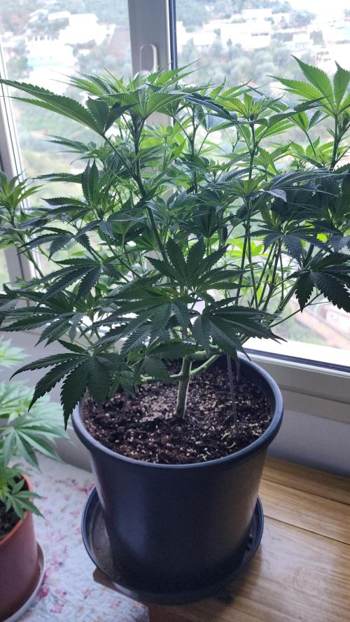 1st grow Sweet pure cbd. Week 8