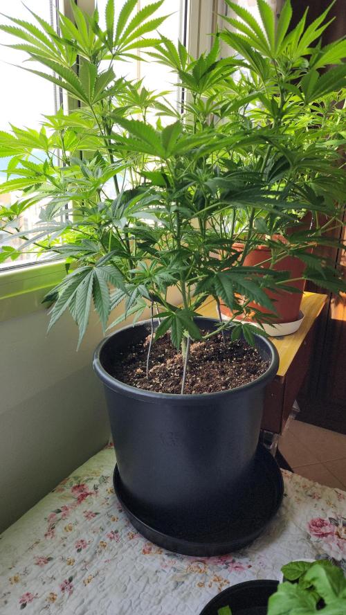 1st grow Sweet pure cbd. Week 8