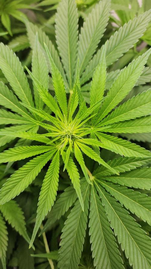 1st grow Sweet pure cbd. Week 8