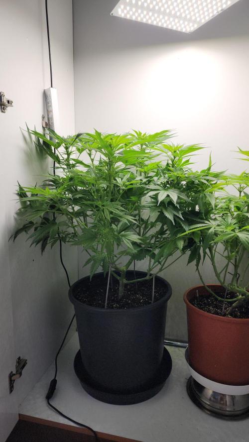 1st grow Sweet pure cbd. Week 8