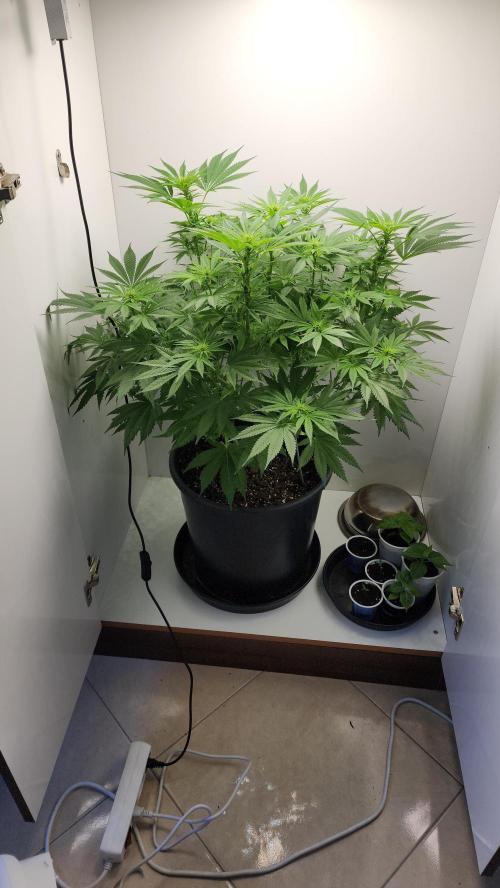 1st grow Sweet pure cbd. Week 9