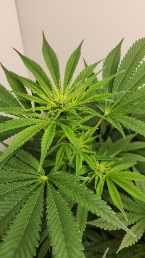1st grow Sweet pure cbd. Week 9