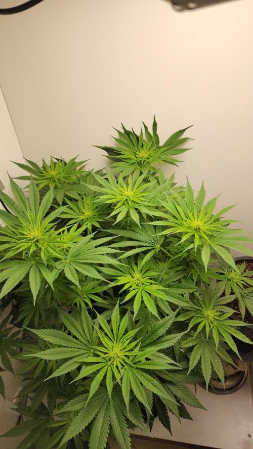 1st grow Sweet pure cbd. Week 9