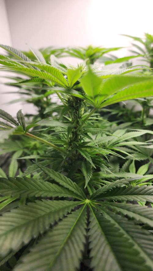 1st grow Sweet pure cbd. Week 9