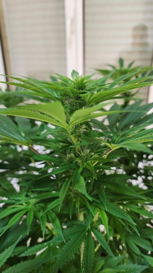1st grow Sweet pure cbd. Week 9