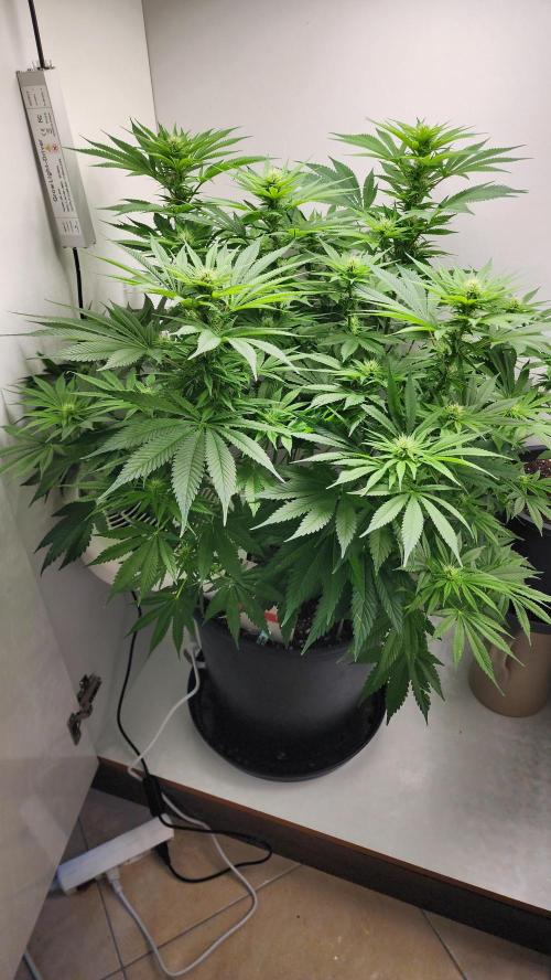 1st grow Sweet pure cbd. Week 9