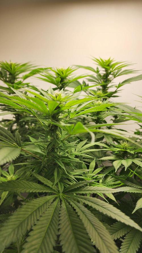 1st grow Sweet pure cbd. Week 9