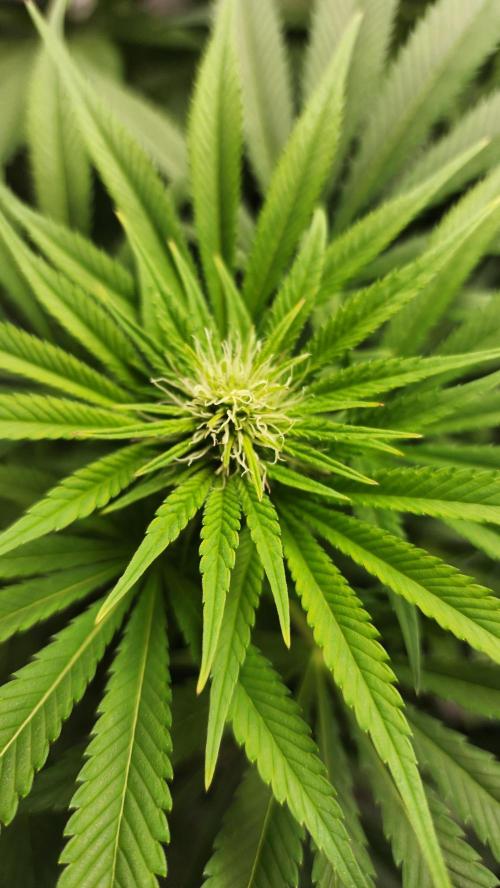 1st grow Sweet pure cbd. Week 9