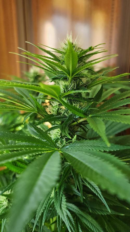 1st grow Sweet pure cbd. Week 10