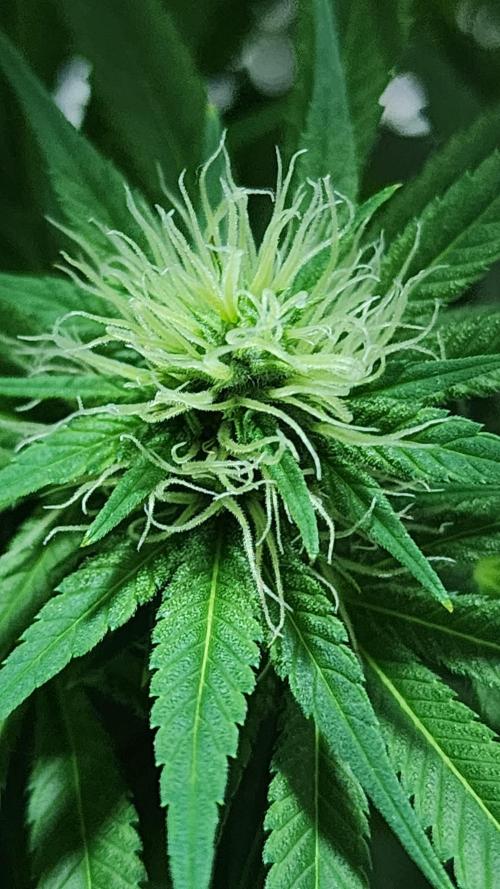 1st grow Sweet pure cbd. Week 10