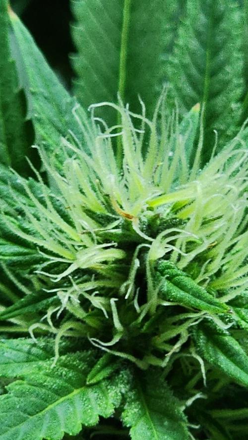 1st grow Sweet pure cbd. Week 10