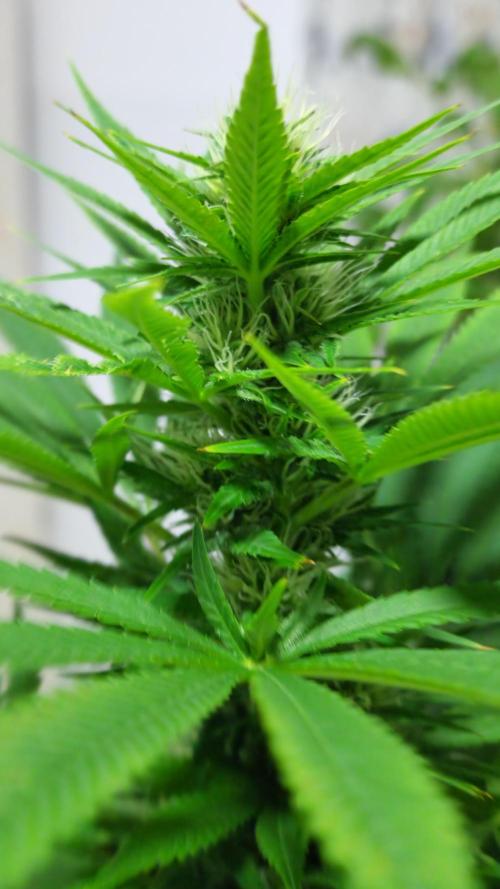 1st grow Sweet pure cbd. Week 10