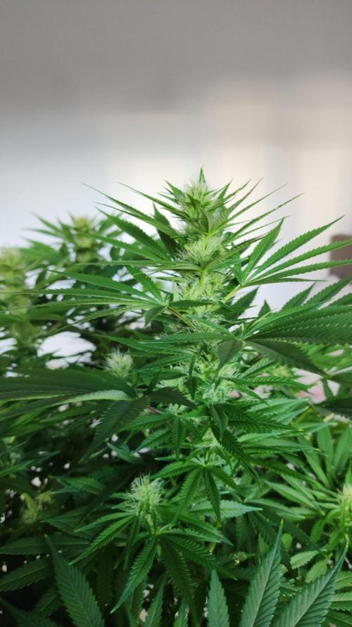 1st grow Sweet pure cbd. Week 10