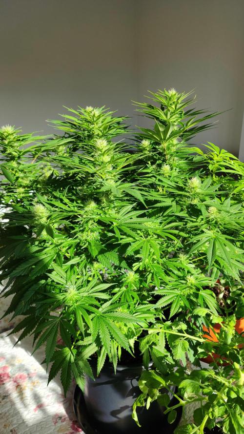 1st grow Sweet pure cbd. Week 10