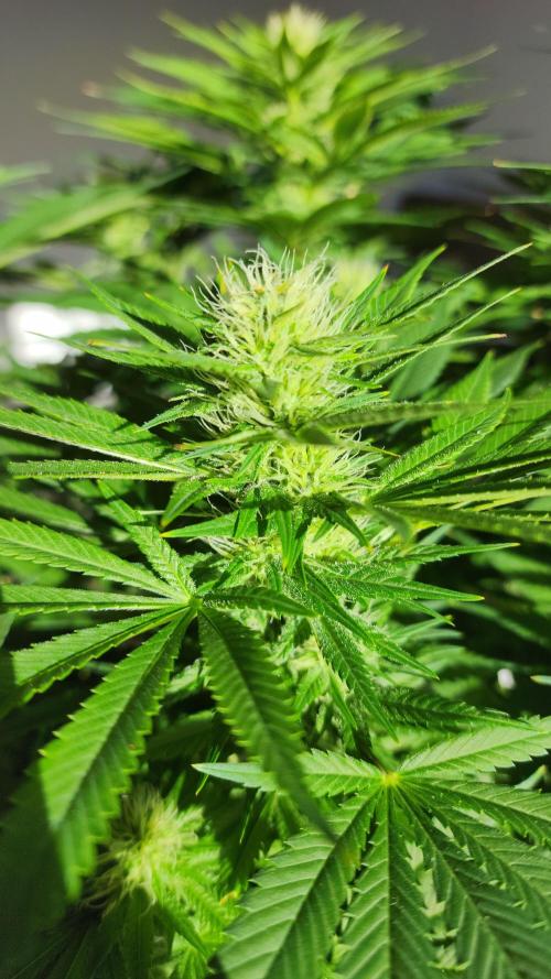 1st grow Sweet pure cbd. Week 10