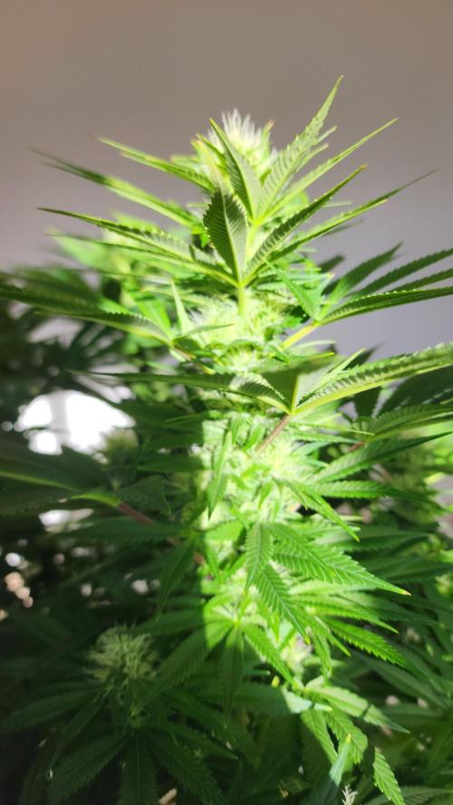 1st grow Sweet pure cbd. Week 10