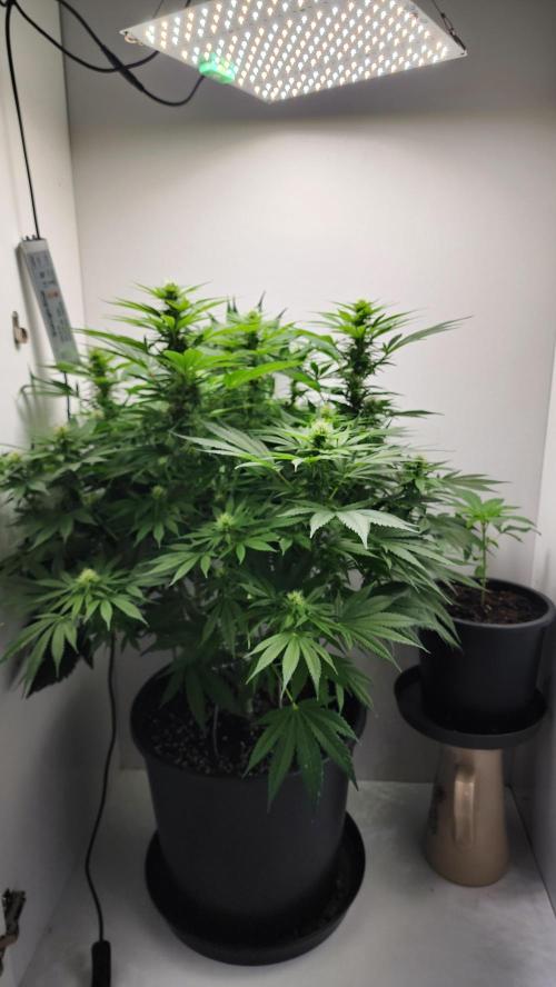 1st grow Sweet pure cbd. Week 10