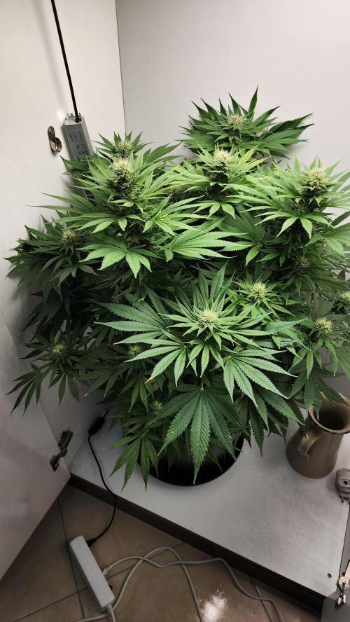 1st grow Sweet pure cbd. Week 11