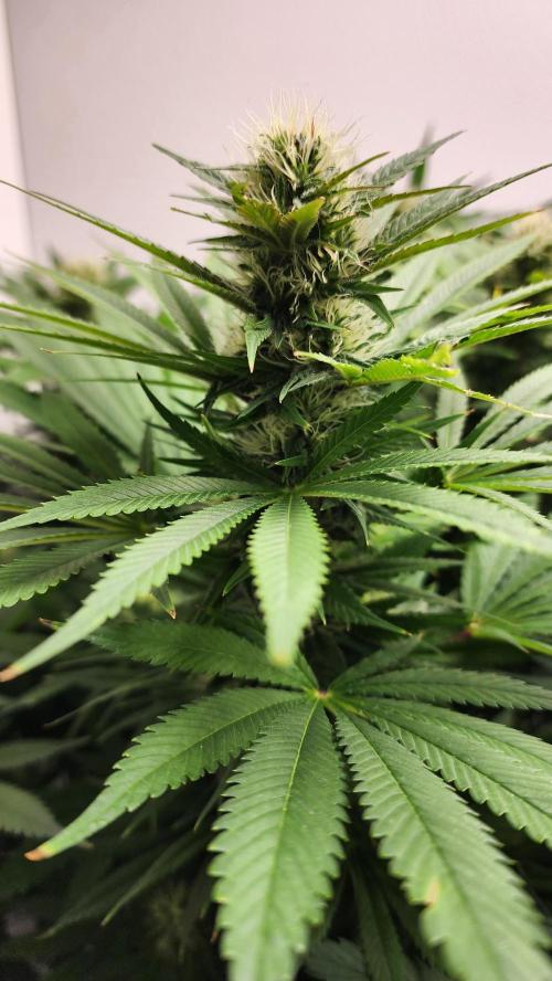 1st grow Sweet pure cbd. Week 11