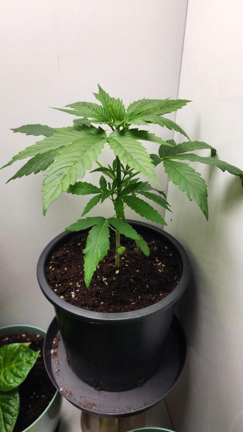 Eleven Rose's. Week 4