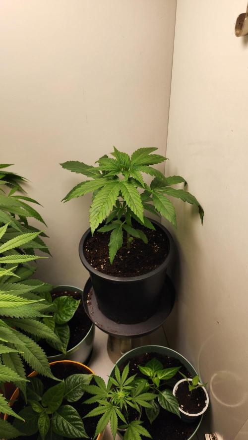 Eleven Rose's. Week 4