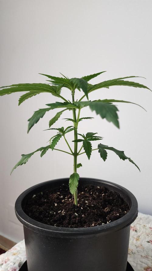 Eleven Rose's. Week 4