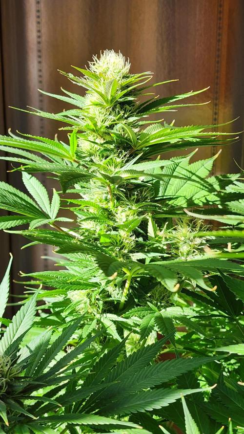 1st grow Sweet pure cbd. Week 12